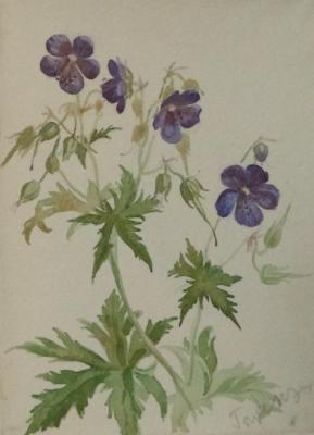 Painting Wild geranium. Dobrovolskaya Gayane