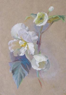 Flower begonia