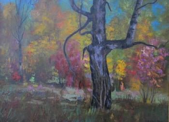 Autumn birch in the shade. Chernyy Alexandr