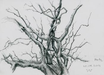 The Dead Tree (Drowing). Udaltsov Vladimir