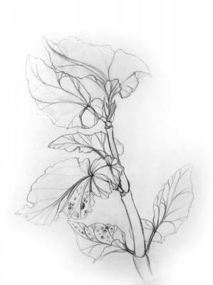 Begonia. Arifmetova Natalya