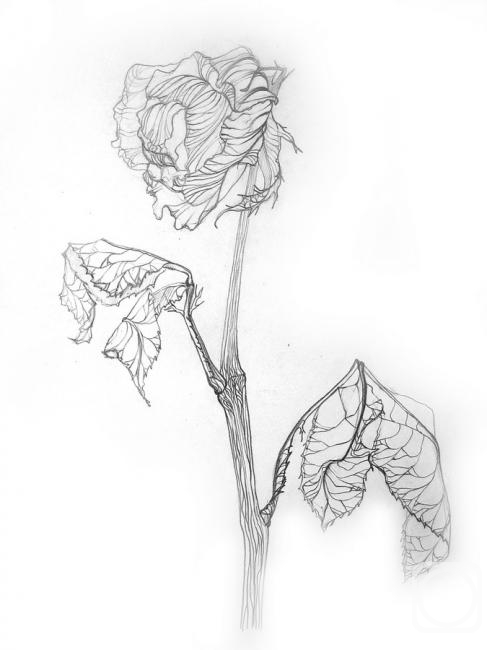 �������. ���������� �������. ����