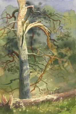 Pine illuminated by the sun