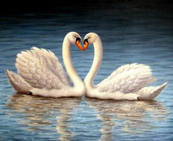 Swans. Bruno Tina