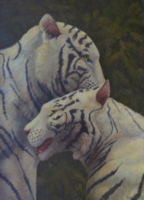 White tigers: tenderness. Dementiev Alexandr
