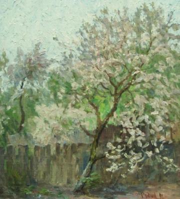 The Apple tree blossoms. Rudin Petr
