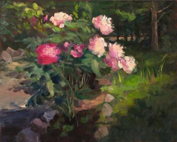 Peonies in my flower bed (). Serebrennikova Larisa