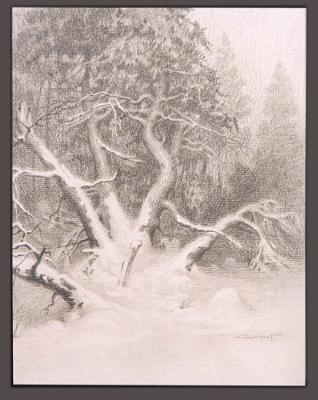 Thujas under the snow (sketch). Finagenov Dmitriy