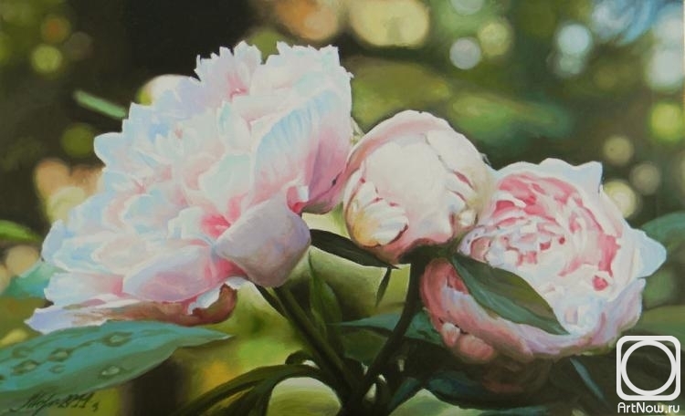 Morozov Anatoliy. Peonies
