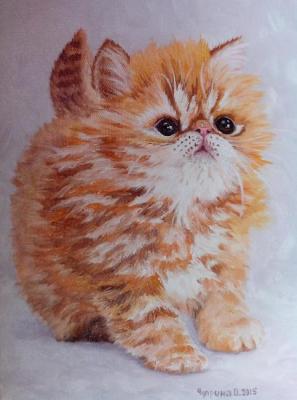 Kitten named Apricot