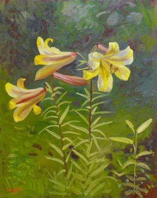Yellow lilies (etude)