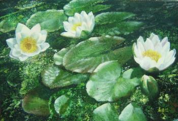 Water lilies in dark water. Maryin Alexey