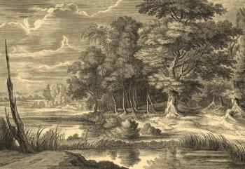 Forest landscape with a pond