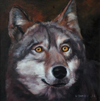 Old Wolf. Shvedov Sergei