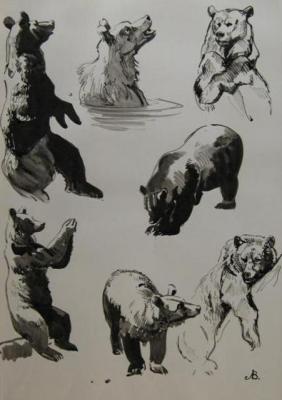 Bear (full-scale sketches). Lapovok Vladimir