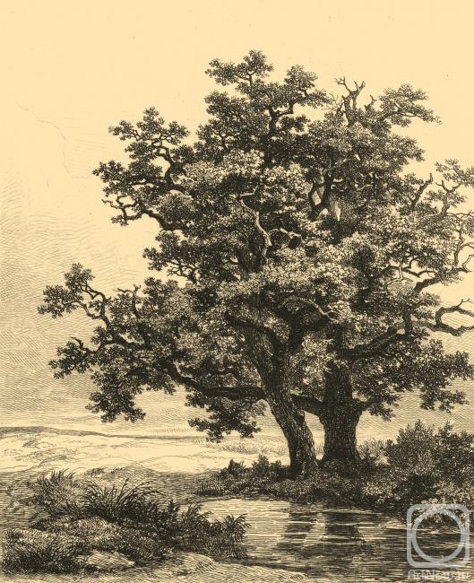 Kolotikhin Mikhail. Two oak trees on a small lake