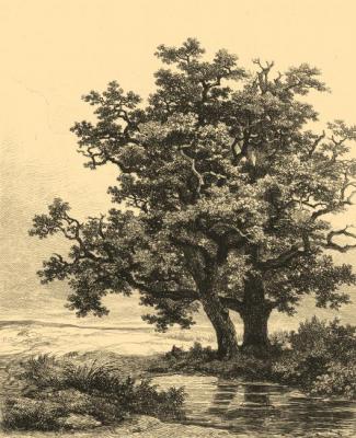 Two oak trees on a small lake