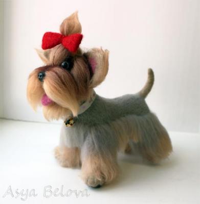 Yorkshire terrier. Belova Asya