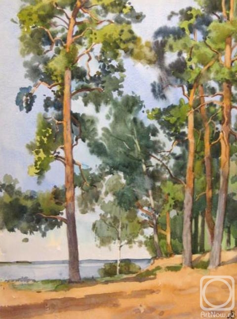 Lapovok Vladimir. Komarovo. Pine trees on the shore
