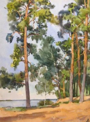 Komarovo. Pine trees on the shore (A Pine). Lapovok Vladimir