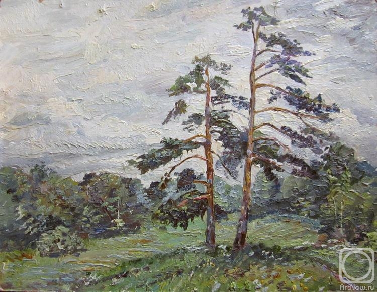 Bikashov Dimitrii. Pines in Uzkoye. Grey Day