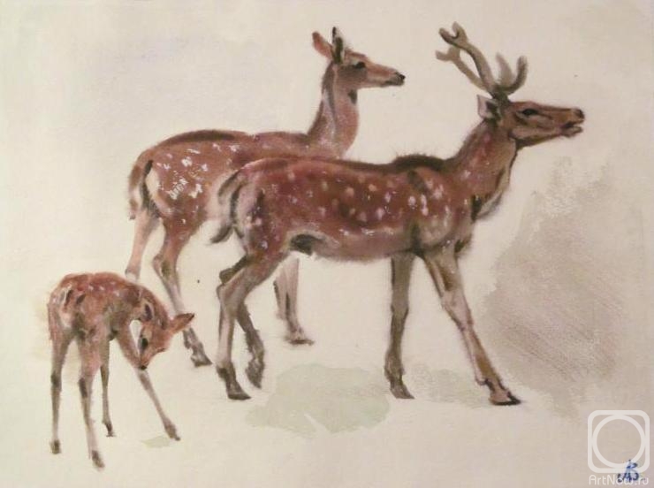 Lapovok Vladimir. Spotted deer (watercolor sketch)