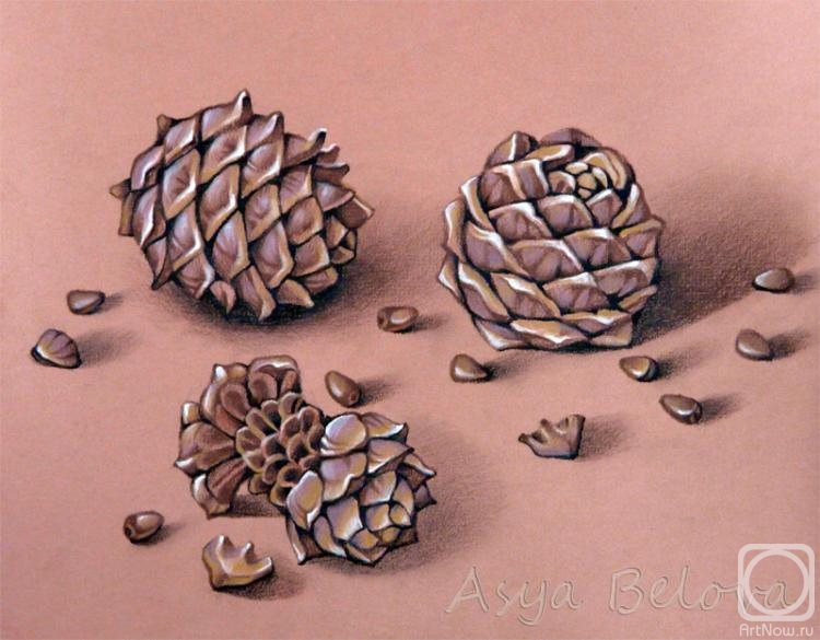 Belova Asya. Cedar cones