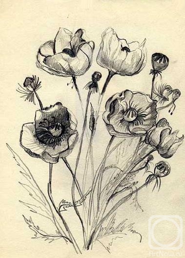 Gerasimov Vladimir. Flowers, sketches 2