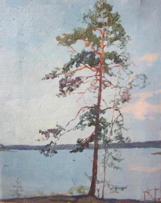 Young pine