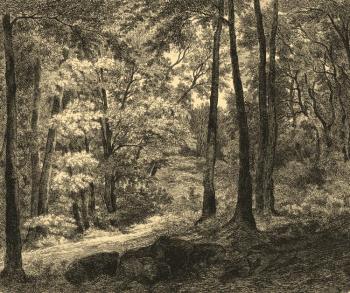 Kolotikhin Mikhail Yevgenyevich. Forest landscape